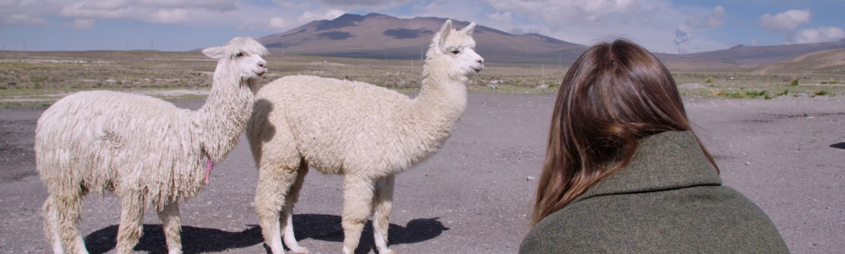 A person facing towards two alpacas with mountains behind them